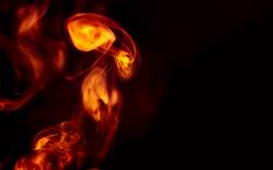 শয়তান কই?